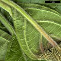 SpeciesSub: var. tomentosum